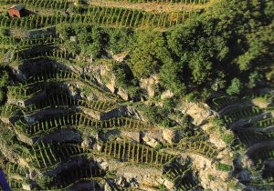La viticoltura in Valtellina